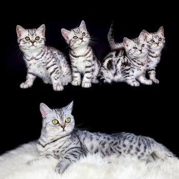 Mother cat with nest black silver tabby kittens isolated on black background