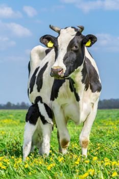 Newborn calf drinks milk from mother cow in dutch pasture