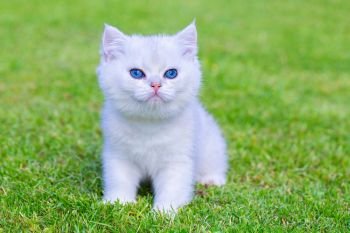 One young white silver shaded short hair cat sits outside on green lawn