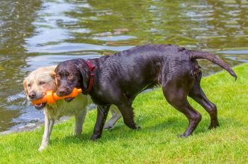 Two labrador dogs biting on orange rubber toy on water side