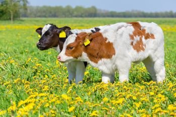 Two newborn twin calves standing together in blooming dutch pasture with dandelions