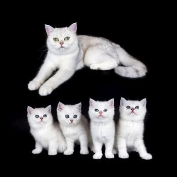 White mother cat with nest of four kittens isolated on black background
