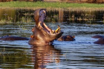 Hippopotamus (Hippopotamus amphibius) in the late afternoon sun in the Chobe River, Chobe National Park in Botswana, Africa.