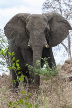 A male African Elephant (Loxodonta africana) in the Savuti region of northern Botswana, Africa.