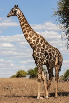 A male giraffe (Giraffa camelopardalis). An African even-toed ungulate mammal, the tallest living terrestrial animal and the largest ruminant. Savuti region of Botswana, Africa.