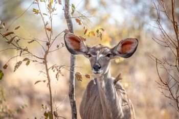 Close up of a young female Kudu in the Welgevonden game reserve, South Africa.