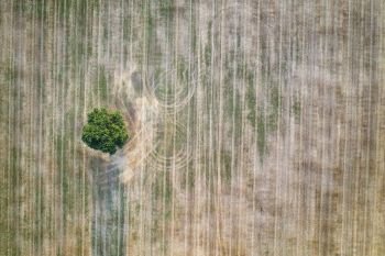 aerial view from drone of a lonely tree in the agricultural field after harvest