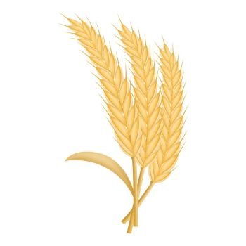 Eco wheat icon. Realistic illustration of eco wheat vector icon for web design isolated on white background. Eco wheat icon, realistic style