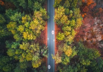 Aerial view of road in beautiful autumn forest at sunset. Colorful landscape with empty asphalt road, trees with red and yellow leaves. Highway. Top view. Nature. Autumn colors. Fall woods. Nature. Aerial view of road in beautiful autumn forest at sunset