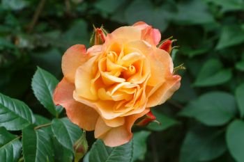 orange rose in a garden during spring