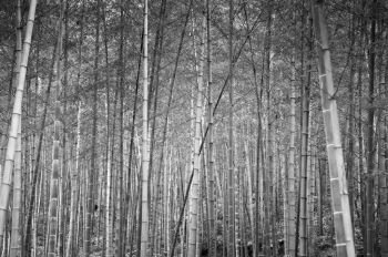 Beautiful lush and quiet China or Japan bamboo forest. Oriental Zen forest peaceful nature background concept - black and white image
