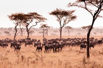 Large herd of African wildebeest in golden grass meadow of Serengeti Grumeti reserve Savanna forest in evening - African Tanzania Safari wildlife trip during great migration