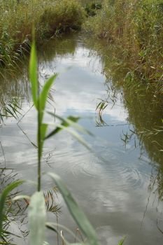 Creek running through marshland. Swamp reeds.