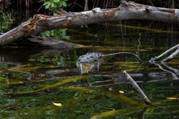 American Crocodile (crocodylus acutus) in a swamp in Black River, Jamaica