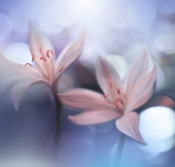 Macro Photography.Floral abstract pastel background with copy space.White flowers in soft style for wedding card.Blue Nature Background.Blurred space for your text.Wedding Invitation.Tranquil nature closeup view.