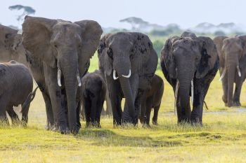 Elephant herd, Amboseli, Africa.. Elephant herd, Amboseli, Africa