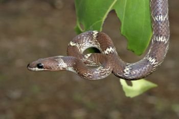The common wolf snake (Lycodon aulicus) is a small, brown, nocturnal serpent. Non-venomous often enter human settlements in search of its favorite prey geckos, Mulshi, Pune, Maharashtra, India