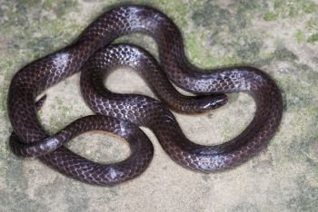 Trachisicum monticola. commonly called Slender Snake. A burrowing species.found in the montane forest of Arunachal Pradesh. India
