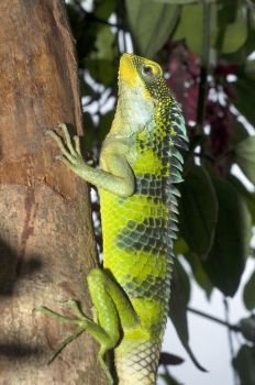 Large-scaled Forest Lizard (Calotes grandisquamis)