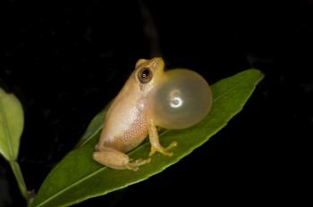 Variable bush frog ( Raorchestes akroparallagi)