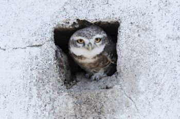Spotted owlet, Athene brama, Blackbuck National Park, Velavadar, Gujarat, India