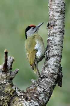 Grey headed woodpecker, male, Picus canus, Sattal, Nainital, Uttarakhand, India