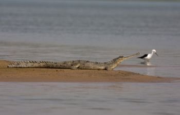 Gharial basking on the banks of chambal River, Gavialis gangeticus Rajasthan, India