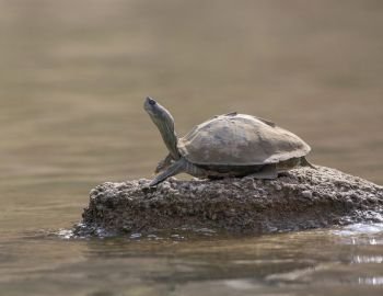 Turtle basking on the banks of chambal River, Rajasthan, India
