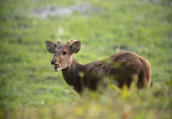 Hog deer feeding, Kaziranga National Park, Assam, india
