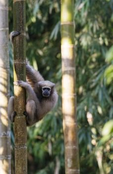Hoolock Gibbon, female, Tinsukia, Assam, India
