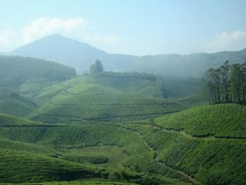 Tata Tea, Tea Gardens, Munnar is an attractive destination with the world’s best and renowned tea estates. at Munnar, Kerla, India.