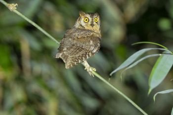 Oriental Scops Owl, Otus sunia, Maguri, Beel, Assam, India
