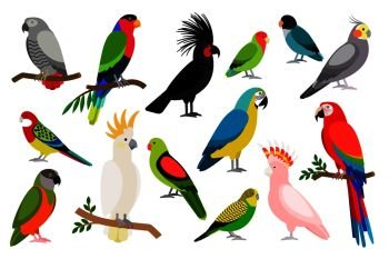Tropical parrot set with colored feathers and wings. Vector cartoon parrots isolated on white background. Tropical parrot set