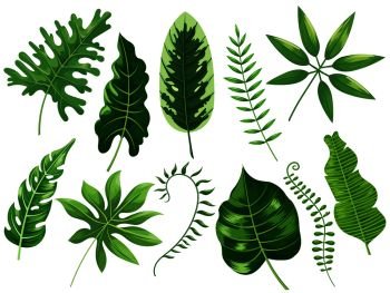 Tropical leaves. Exotic tropic leaf, botanic rainforest and tropics travel leafs painting. Botanical plants ficus, philodendron green leaf. Cartoon vector isolated illustration icons set. Tropical leaves. Exotic tropic leaf, botanic rainforest and tropics travel leafs painting cartoon vector isolated illustration set