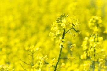 bright yellow blooming rapeseed field and blue sky

