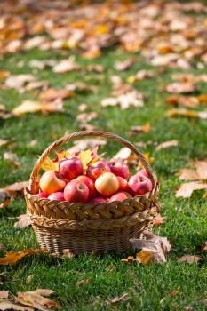 juicy apples in a basket in the garden
