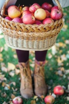 the girl holds  basket  with juicy apples in a in the garden
