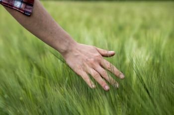 Farmer hand touching wheat fresh green wheat ears. Cornfield in spring. 