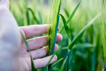 Farmer hand touching wheat fresh green wheat ears. Cornfield in spring. 