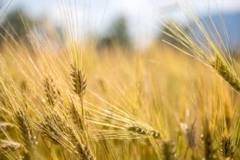 Close up of ripe ears of wheat in autumn