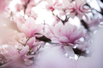 Fresh beautiful magnolia blossoms, springtime. Pink and white colors. 