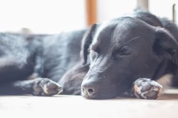 Cute black dog is lying on the floor and relaxing