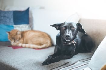 Cute black little dog and tabby cat are relaxing on the sofa at home