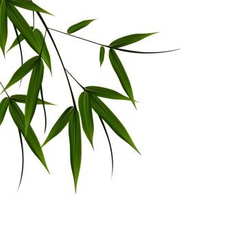 Bamboo leaves vestor illustration. Vector illustration with isolated objects