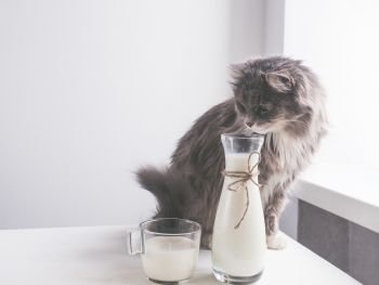 Cute, gray cat drinking fresh milk from a glass beaker. Cute, gray cat drinking fresh milk