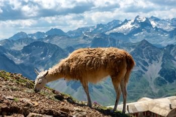 Llama grazing in the french Pyrenees mountains