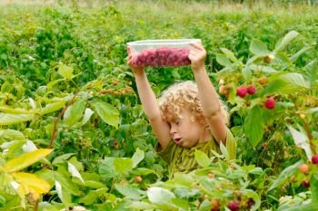 a little blond boy picking raspberries in the garden