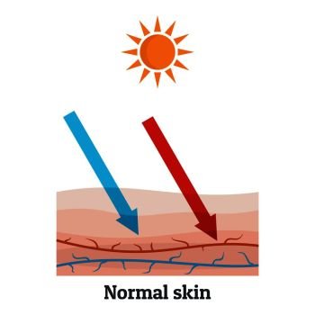 Sunllight normal skin icon. Flat illustration of sunllight normal skin vector icon for web design. Sunllight normal skin icon, flat style