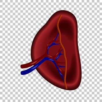 Structure of human spleen icon. Realistic illustration of structure of human spleen vector icon for on transparent background. Structure of human spleen icon, realistic style
