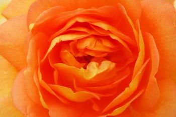 Beautiful orange rose closeup